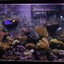220 gallons reef tank (mostly live coral and fish) - 220g
