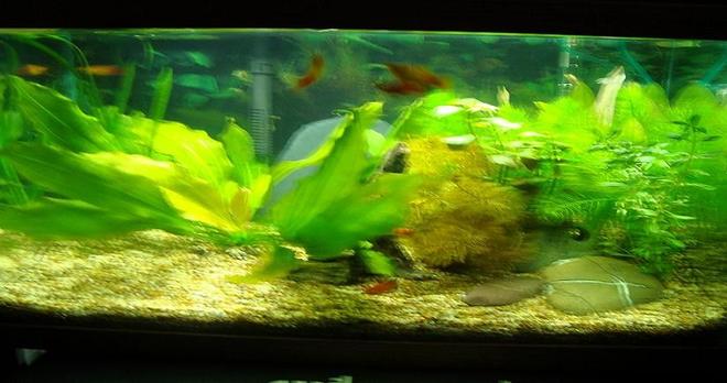 10 gallons planted tank (mostly live plants and fish) - My 10g Amazon