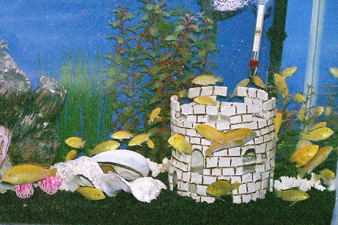 freshwater fish - labidochromis caeruleus - electric yellow cichlid stocking in 55 gallons tank - Feeding Time
