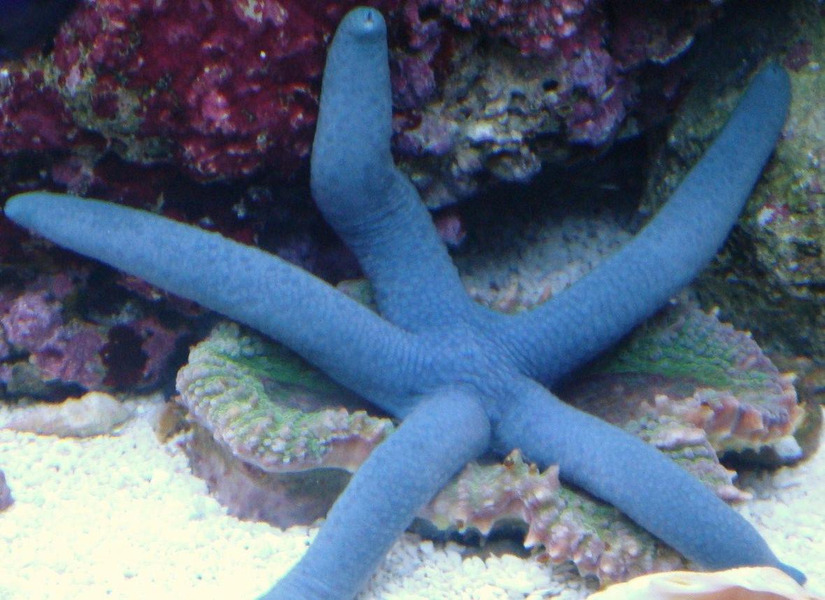 corals inverts - linckia laevigata - linckia sea star, blue stocking in 30 gallons tank - My Boy BLUE