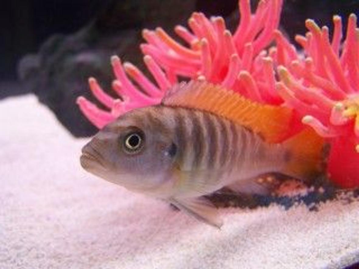 freshwater fish - metriaclima greshakei - ice blue red top zebra stocking in 33 gallons tank - My Lake Malawi Cichlid Max