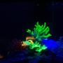 fish tank picture - My Tank Under my Blacklight