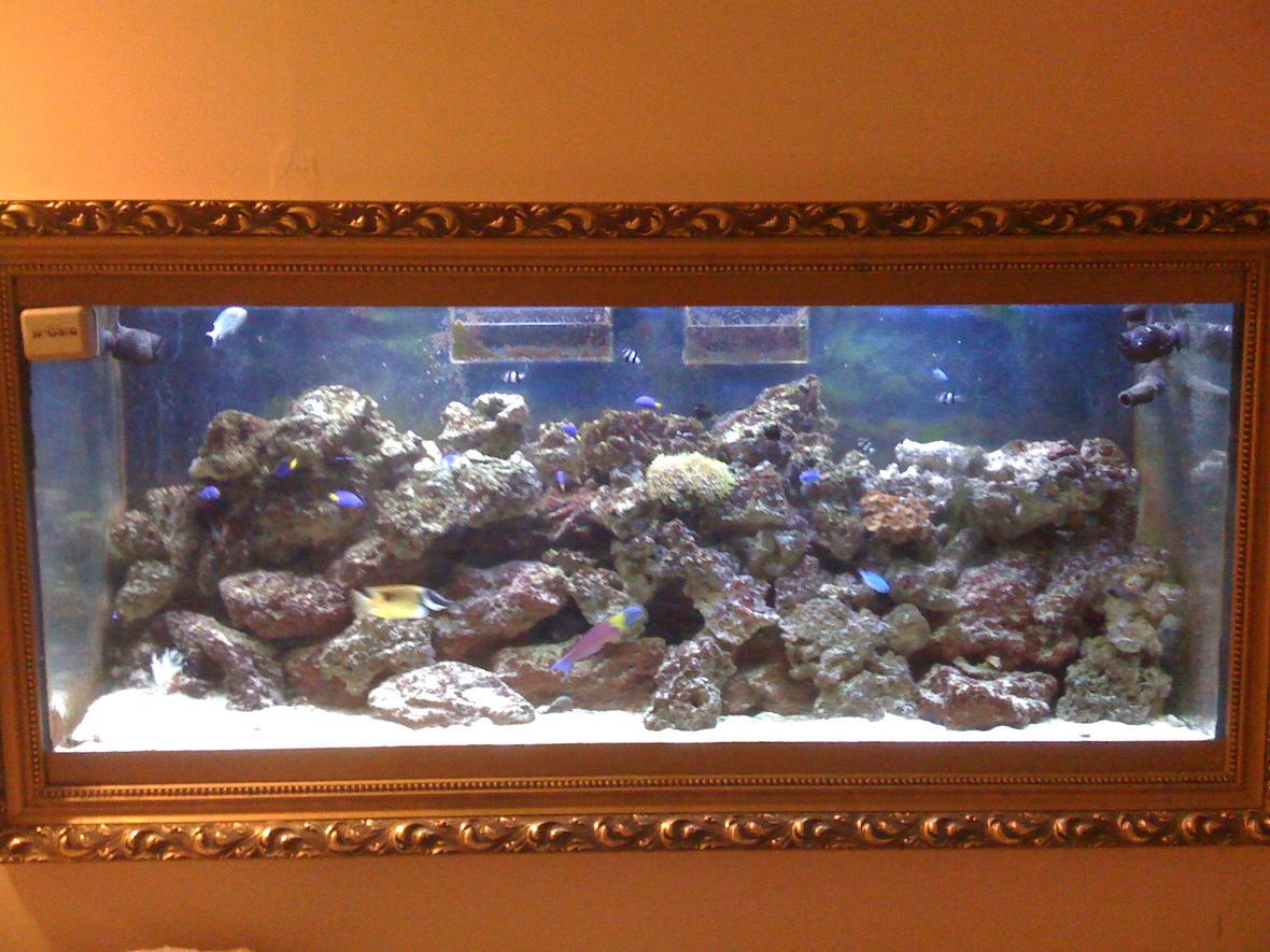 120 gallons saltwater fish tank (mostly fish, little/no live coral) - Over 60 pounds of live rock, several cheap fish and wonderful experience building my own fish tank. I have couch next to the mine fish tank. Takes only a few minutes to fall asleep. Mine filtration set up allowed me avoiding water change drastically. Multistage set up was created after many errors and adjustments. Thank you for taking your time and expressing your vote.