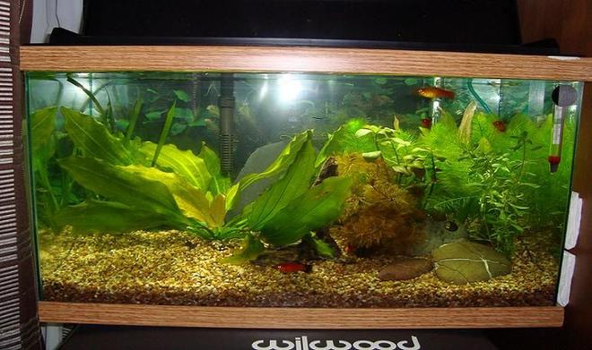 10 gallons planted tank (mostly live plants and fish) - TVR13