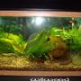 10 gallons planted tank (mostly live plants and fish) - TVR13