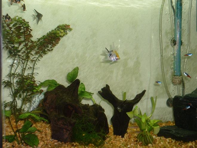 freshwater fish - pterophyllum sp. - koi angel stocking in 55 gallons tank - Some of my little friends
