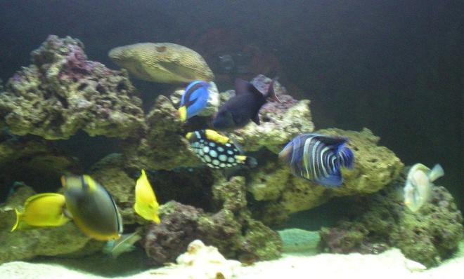 saltwater fish - balistoides conspicillum - clown triggerfish stocking in 90 gallons tank - Some of my fish Hanging out.