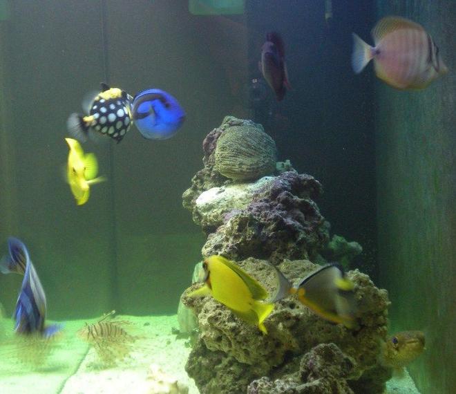 saltwater fish - zebrasoma flavescens - yellow tang - hawaii stocking in 90 gallons tank - All of my fish...