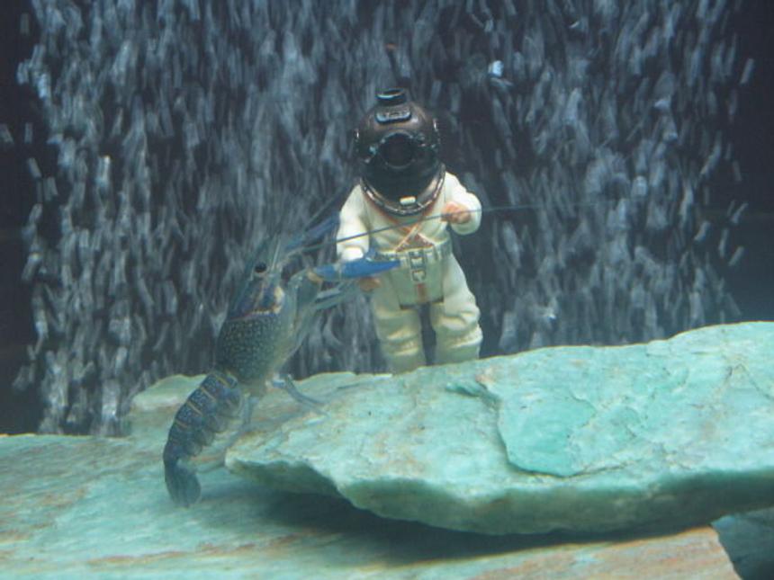 Rated #48: Corals Inverts - Procambarus Sp. - Hammers Cobalt Blue Lobster Stocking In 205 Gallons Tank - Blue lobster attacking diver.