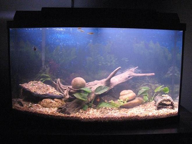 45 gallons planted tank (mostly live plants and fish) - 45 gal