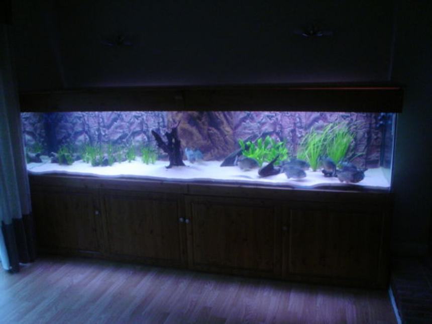 Rated #105: 370 Gallons Planted Tank - 370 gallon tank, 118" length x 30" depth x 24" height