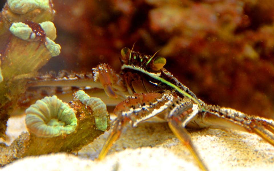 corals inverts - percnon gibbesi - sally lightfoot crab stocking in 75 gallons tank - Sally