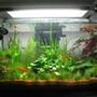 15 gallons planted tank (mostly live plants and fish) - nice forest..