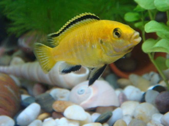 freshwater fish - labidochromis caeruleus - electric yellow cichlid stocking in 11 gallons tank - My first Electric Yellow Lab