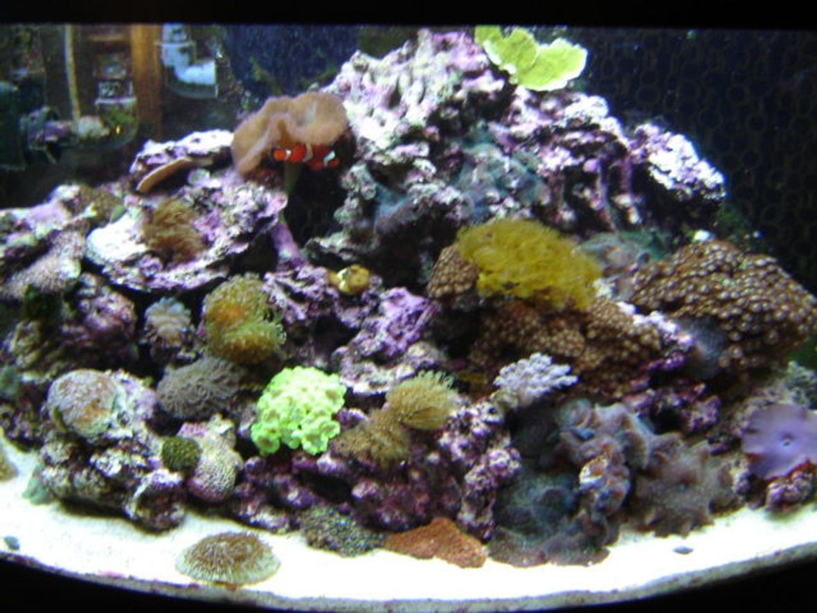 fish tank picture - Always in transition