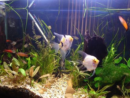 56 gallons planted tank (mostly live plants and fish) - Changed the setting