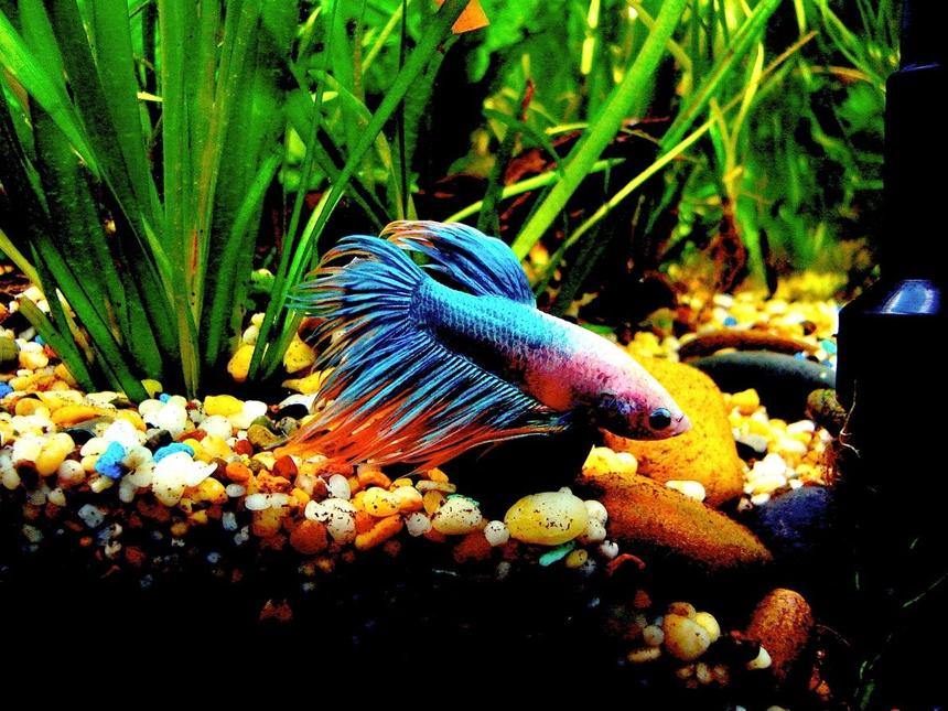 Rated #26: Freshwater Fish - Betta Splendens - Crown Tail Betta Stocking In 56 Gallons Tank - Betta Splenden

Sad Fighter