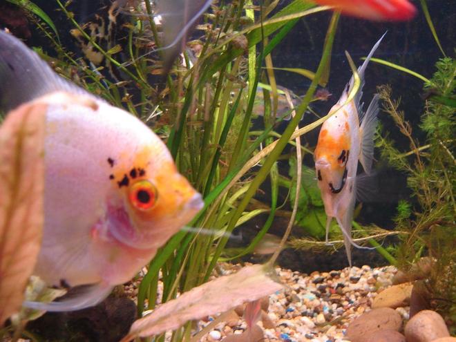 freshwater fish - pterophyllum sp. - white blushing angel stocking in 56 gallons tank - Lookin Badass