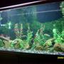 81 gallons freshwater fish tank (mostly fish and non-living decorations) - jebo tank
