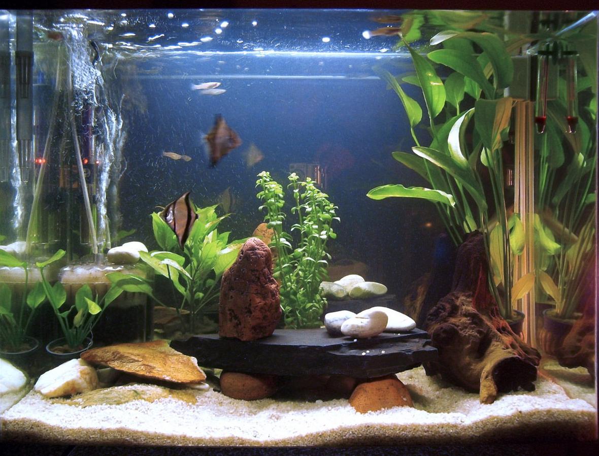 20 gallons planted tank (mostly live plants and fish) - Tank after about 2 months. I will be adding more plants as soon as I get the chance... and find the right plants.