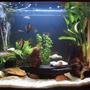 20 gallons planted tank (mostly live plants and fish) - Tank after about 2 months. I will be adding more plants as soon as I get the chance... and find the right plants.