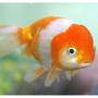 freshwater fish - carassius auratus - oranda goldfish stocking in 72 gallons tank - red and white lionhead