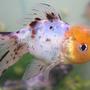freshwater fish - carassius auratus - calico oranda goldfish stocking in 72 gallons tank - lemon-headed calico oranda