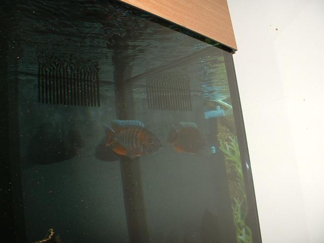 freshwater fish - aulonocara jacobfreibergi - eureka red stocking in 90 gallons tank - AULONOCARA EURIKA, CHILLING GOT 3 GIRLFRIENDS BUT NEVER BOTHERS.