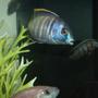 freshwater fish - placidochromis electra - deepwater hap stocking in 90 gallons tank - ELECTRA SHOWING OFF.