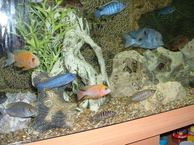 freshwater fish - aulonocara sp. - dragon blood peacock stocking in 90 gallons tank - JUST A FEW CHILLING.