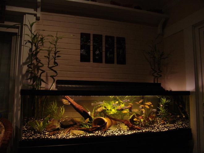 100 gallons freshwater fish tank (mostly fish and non-living decorations) - 100 Gallon Long

2 - Chinese Algae Eater
8 - Giant Danios
9 - Bleeding Heart Tetras
16 - Gold Barbs
5 - Longfin White Skirt Tetra
6 - Gold Gourami

And Yes, the Bamboo is growing out of the aquarium.