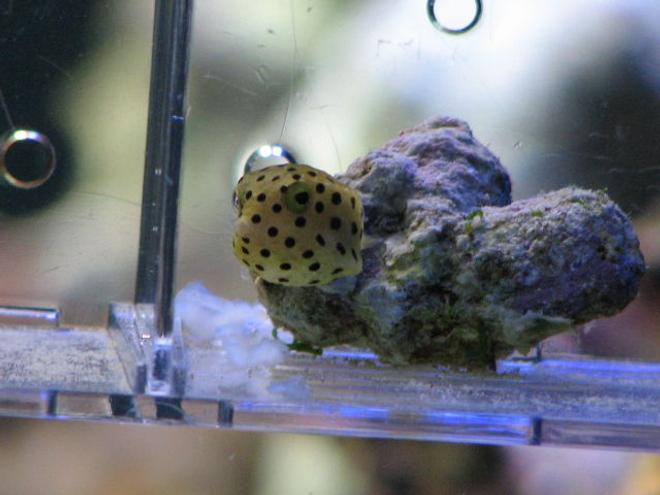 saltwater fish - ostracion cubicus - cubicus boxfish stocking in 125 gallons tank - my boxfish