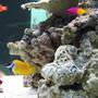 saltwater fish - siganus vulpinus - foxface lo stocking in 125 gallons tank - side view of my tank