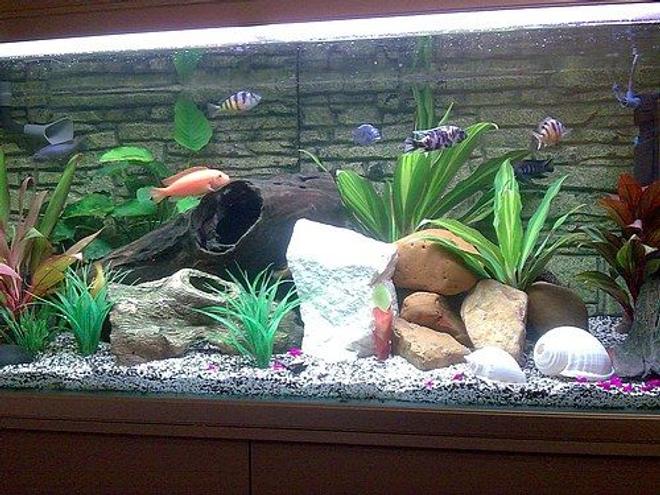 75 gallons freshwater fish tank (mostly fish and non-living decorations) - This is a updated photo of my Cichlid tank

Please feel free to leave comments