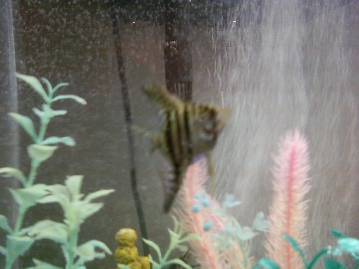 freshwater fish - pterophyllum scalare - half black angelfish stocking in 20 gallons tank - This is my bigger angel... Phone pic so not that great. This was him at 1.25 inches! He was sooo cute!