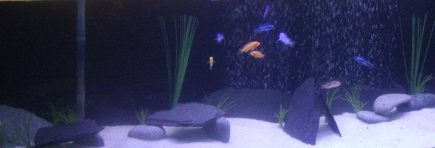 Rated #199: Freshwater Fish Stocking In 125 Gallons Tank - My newly set up 125 gallon  African Cichlid aquarium. Its been up and running now for 2 days. Let me know what you think! 
Sorry about photo, still trying to figure out these strict guidelines