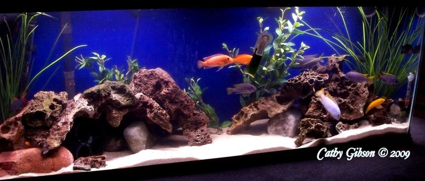Rated #531: 55 Gallons Freshwater Fish Tank - 55 Gallon Lake Malawi Mbuna Set-up.  This is my favorite tank to watch! Rocks are Lava Rock, and a couple big river rocks underneath for stability. I have black PVC  “caves” under all the rocks and two pieces hanging at the back corners as hideouts for females. There are also a couple fake plants for color. Substrate is play sand.  I add an African Cichlid buffer with each water change to keep the pH at a steady 8.2.  Fish are: Electric Yellow Labs (Labidochromis Caeruleus), Red Zebras (Metriaclima Estherae), Pseudotropheus Yellow Tail Acei, Ice Blue (Metriaclima Greshakei), Labidochromis Hongi, and a Rainbow Shark.  African Mbuna will thrive and be happy with the right set-up: a high pH, a lot of rocks and caves and all fish at similar aggression levels.  When they are happy they do not hide, they are constantly busy and will spawn all the time.