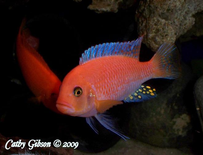 freshwater fish - pseudotropheus estherae - red zebra cichlid stocking in 55 gallons tank - Metriaclima estherae- Red Zebra Male. A Male will have a blue sheen to his fins. He is the dominant male of the Red Zebras and father to all Red Zebra fry.