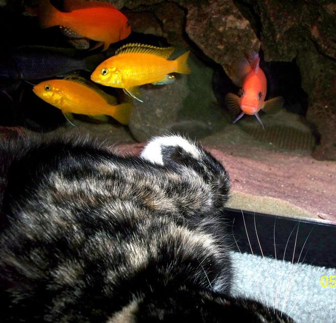 freshwater fish - pseudotropheus estherae - red zebra cichlid stocking in 55 gallons tank - Cat vs Fish.  Every time my cat lays down next to the tank my Red Zebra male tries to scare her off by charging the glass and posturing at her.