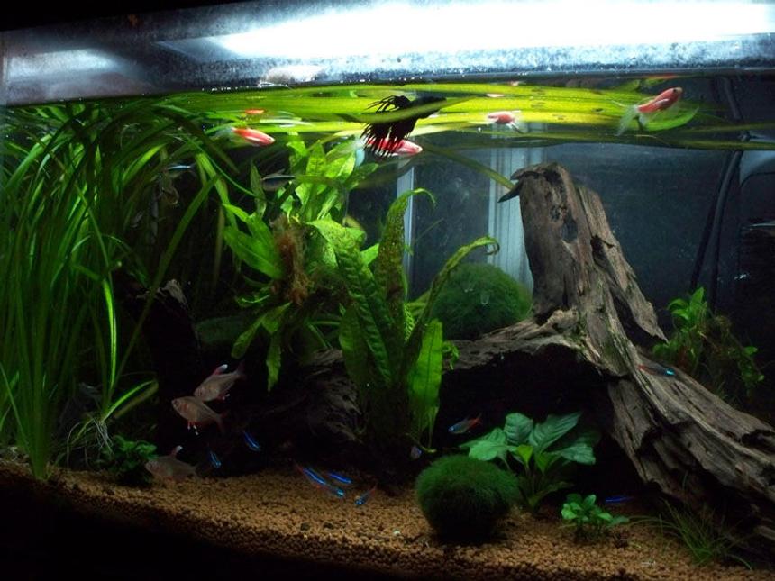 Rated #98: 50 Gallons Planted Tank - smaller planted tank the wife made
lots of tetras, some feeder shimp, a pleco, a spotted catfish (?), some orange ones i can't remember the name of, and a crown tail betta
the grass has recently exploded, the java moss is expanding, java ferns are not so great