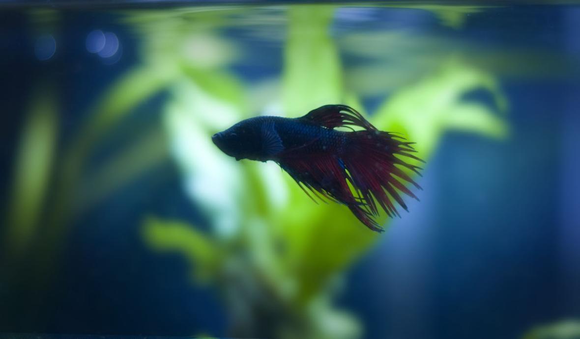 freshwater fish - betta splendens - crown tail betta stocking in 50 gallons tank - male crowntail betta