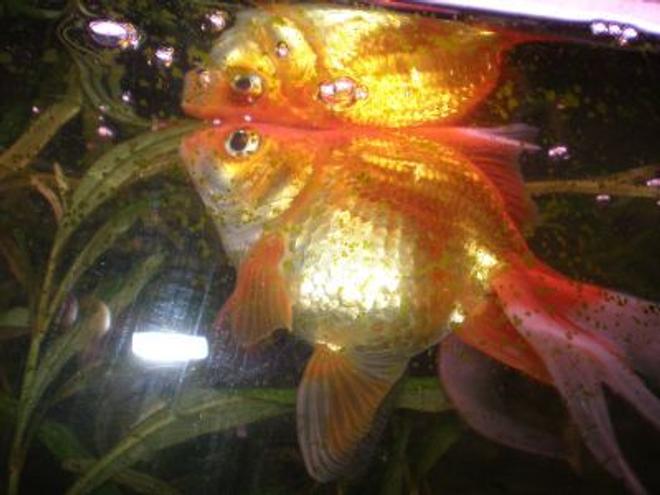 freshwater fish - carassius auratus - fantail goldfish stocking in 10 gallons tank - This is my Fantail Goldfish Becon. He is eating in this picture.