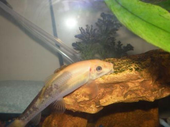 freshwater fish - gyrinocheilos aymonieri - chinese algae eater stocking in 10 gallons tank - This is one of my 2 Chinese Algae Eaters. His name is Monopoly. I think he is a cross between a Golden Algae Eater and a Chinese Algae Eater because of his strange colouring though. :)