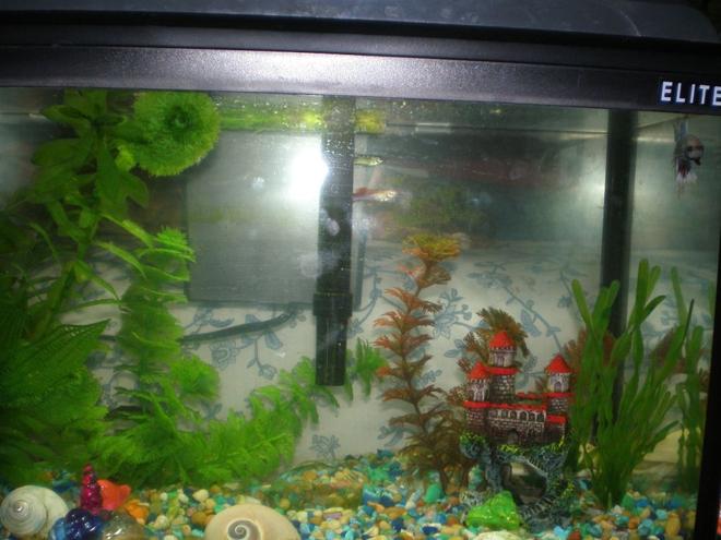 10 gallons freshwater fish tank (mostly fish and non-living decorations) - This is my 5 gallon fish tank. It houses a Beta, 2 Guppies(one died:'(. used to have 3) 2 African Dwarf frogs and a Common Pleco.