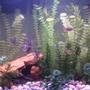 freshwater fish - gymnocorymbus sp. - black skirt tetra stocking in 26 gallons tank - This is my 26 gallon tank. I believe it's about the 4th version of decorating that I've had in the 5 months or so I've had the tank.