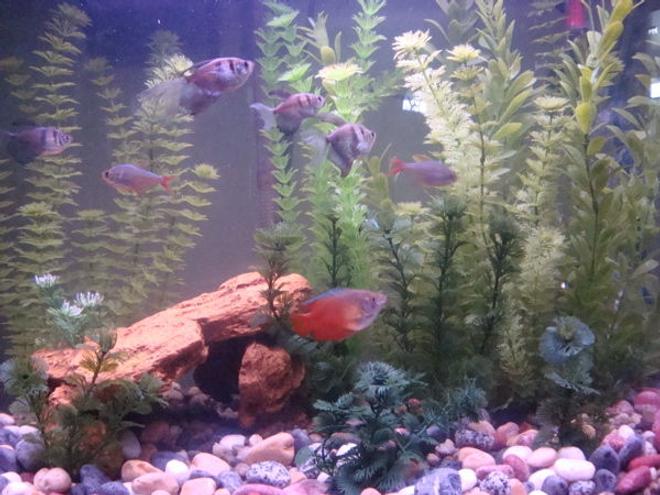 freshwater fish - colisa lalia - flame dwarf gourami stocking in 26 gallons tank - A closer look at my tank with some of my fish.  Tetras and gourami.