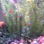 freshwater fish - paracheirodon innesi - neon tetra jumbo stocking in 26 gallons tank - Additional view - with my neon tetras.