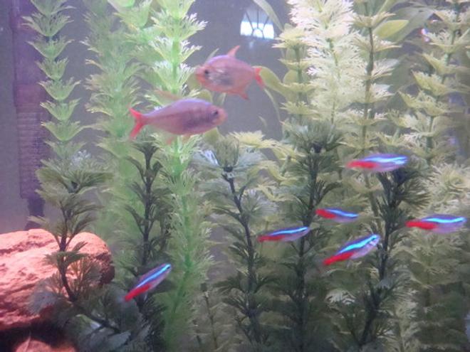 freshwater fish - paracheirodon innesi - neon tetra jumbo stocking in 26 gallons tank - Closer view of my red-blue columbian tetras and my neons.