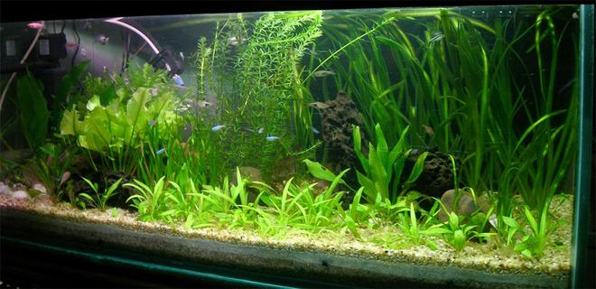 42 gallons planted tank (mostly live plants and fish) - I keep fresh water fish long time
ago but when i saw sum planted tank
photos on net when I   surfing sum
information that time   I  decide to
kept the planted tank. I am a 3D
graphic Artist 


This is my fish tank i have had it
for about 2 year.34x14x15 Freshwater
Planted Tank Fertilizer capsule &
CO2 injected, bogwood with some very
nice rock formations light with
aquarium light

Amazon soared, Banana, Vallisneria,
red lily, creptocorin,
sarotoptoris,nupur japanica