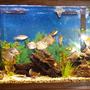 55 gallons freshwater fish tank (mostly fish and non-living decorations) - My 8 month old fresh water 55gal tank
